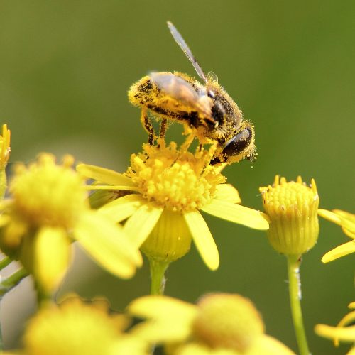 Bee collecting pollen, a major allergen