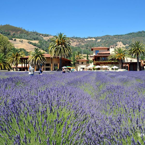 Cooking with lavender field