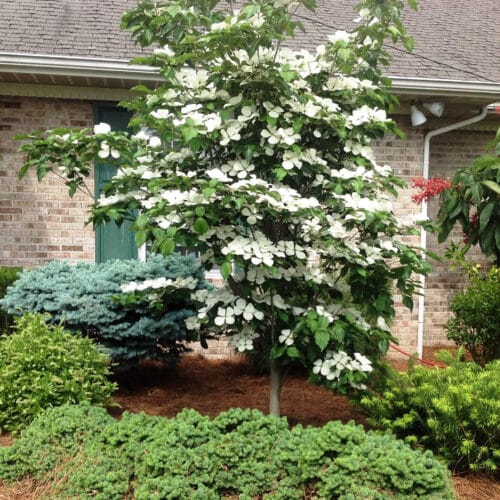 Venus dogwood tree