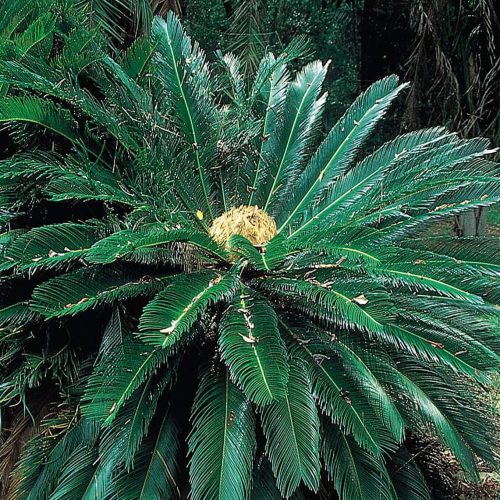 Cycad cycas revoluta