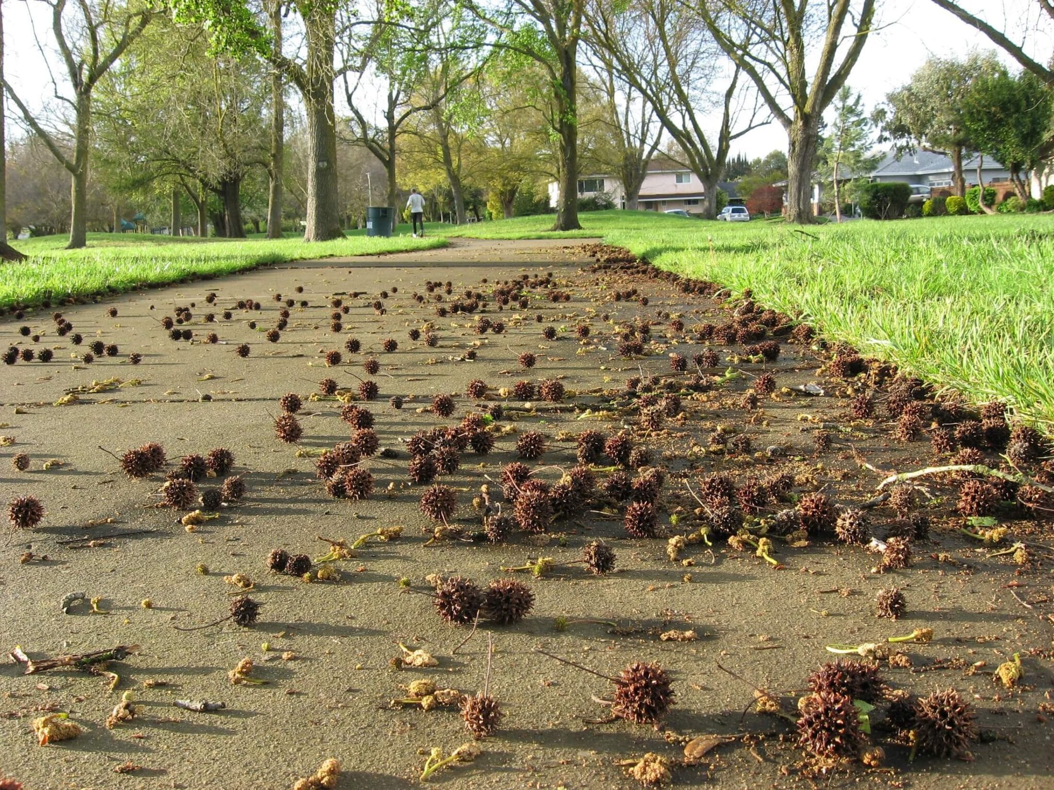 Liquidambar sweetgum tree spiked fruit balls