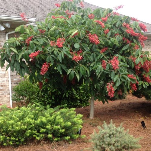 Ruby red horse chestnut tree