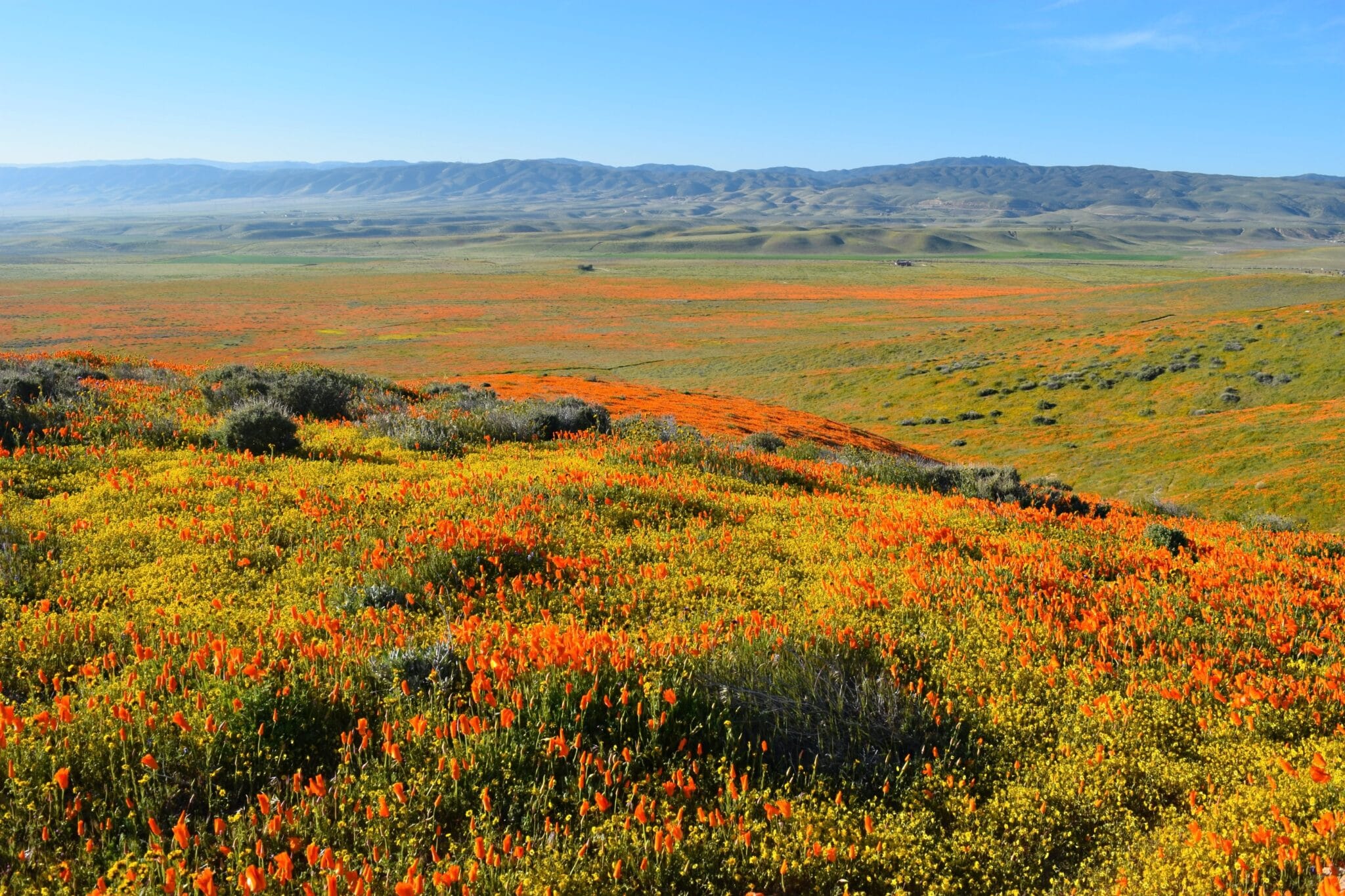 Antelope Valley California Poppy Reserve MK Library