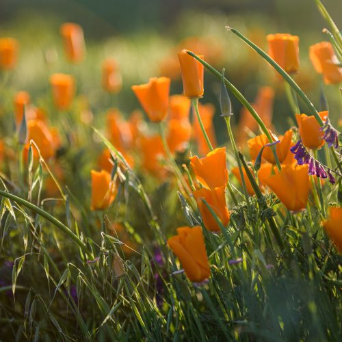 California super bloom