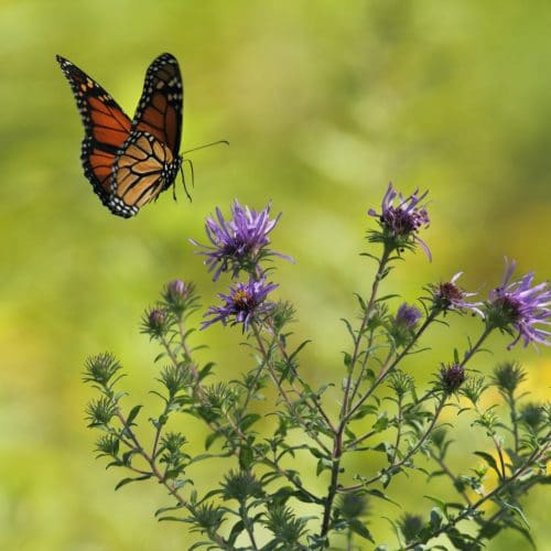 Plants that attract butterflies thistle