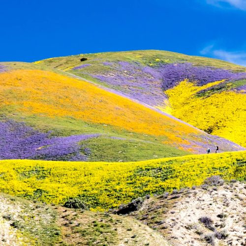 California superbloom carrizo monument 2017