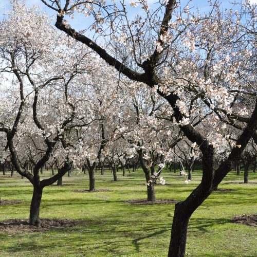 Symbolism of trees almond trees