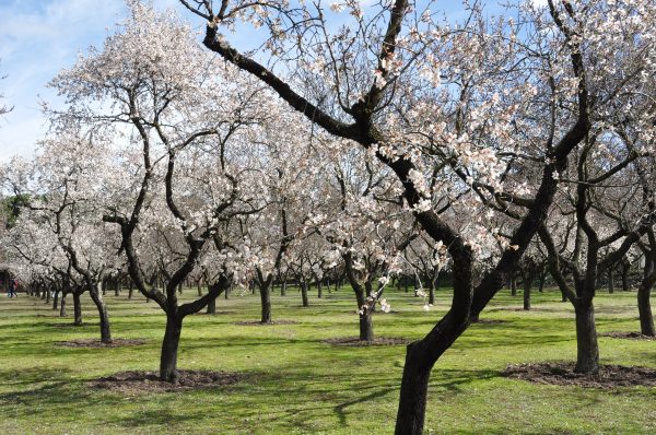 Symbolism of trees almond trees