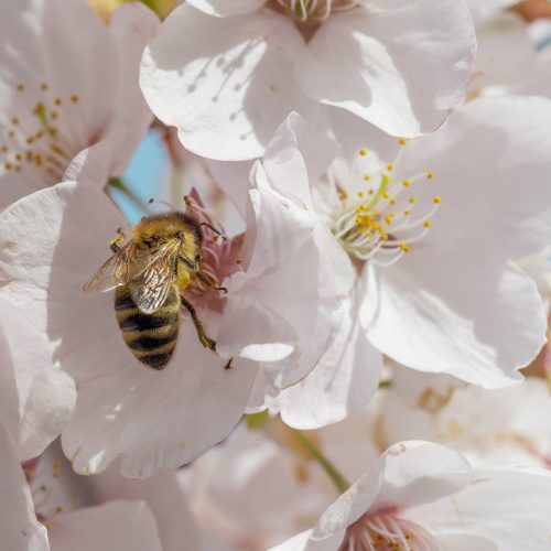 Flowers that attract bees