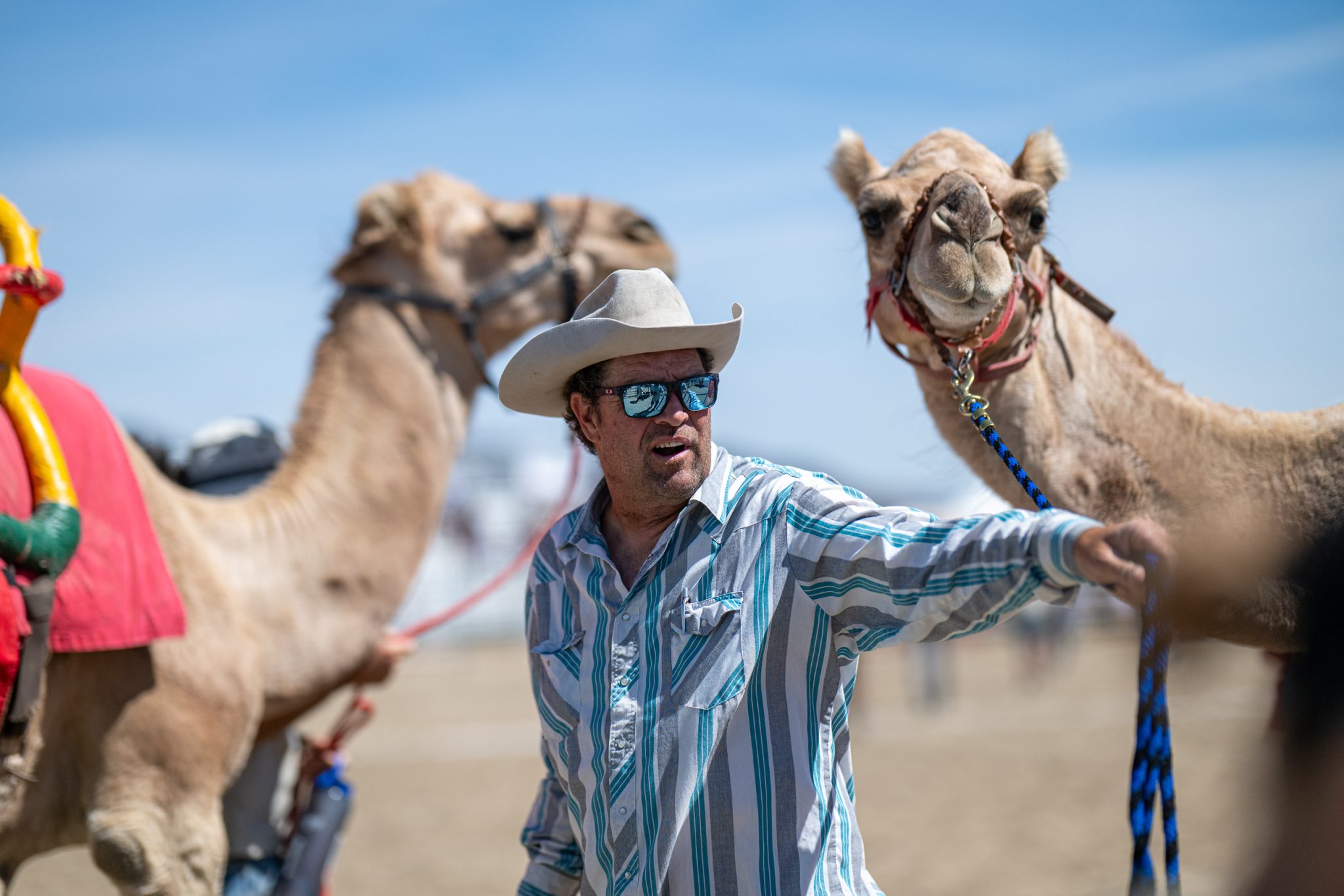 Camel races virginia city handlers before race