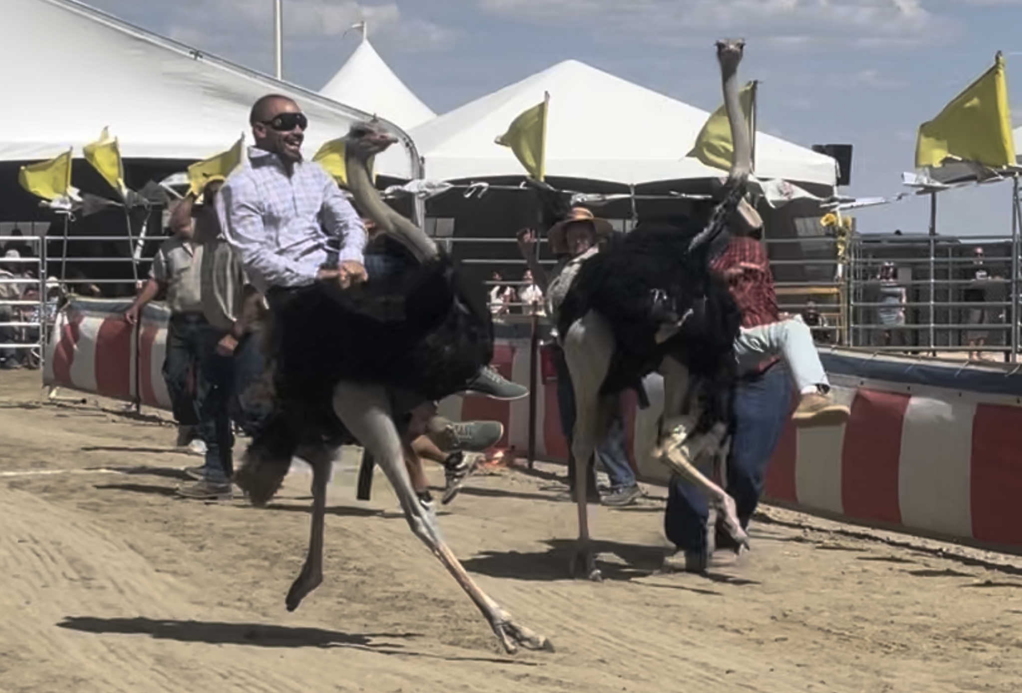 Virginia city camel races mk racing ostrich