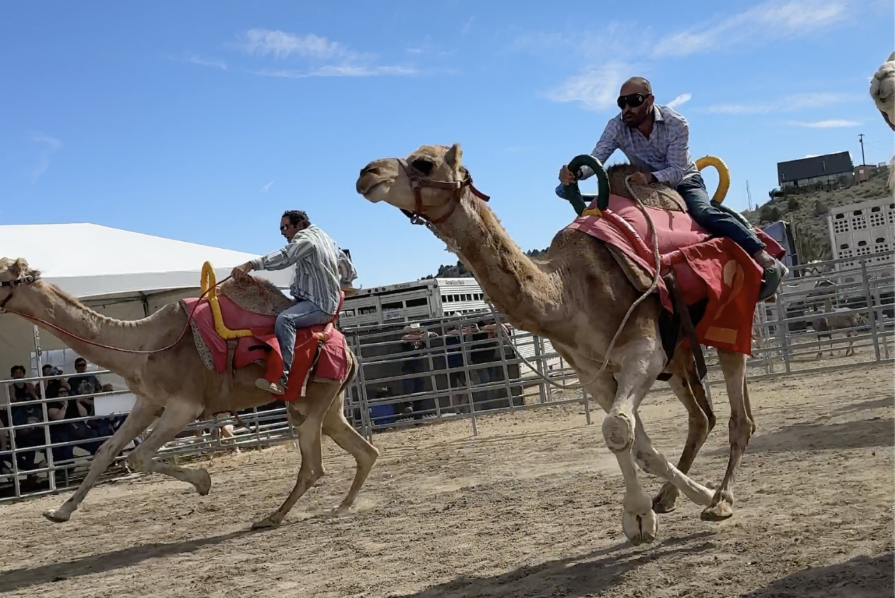 Virginia city camel races mk racing camel