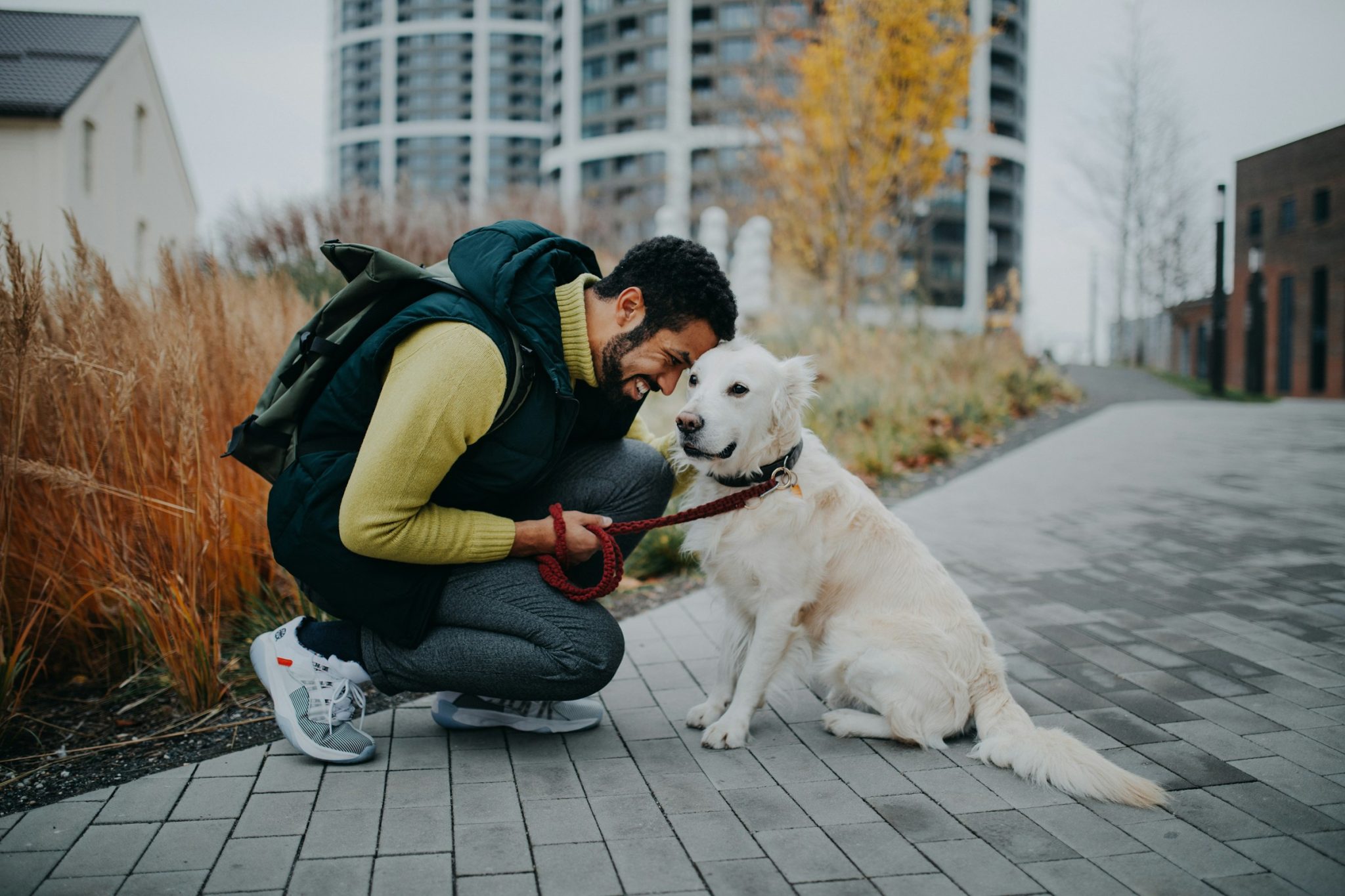 How cbd spray for dogs allergies works and what ingredients make it effective