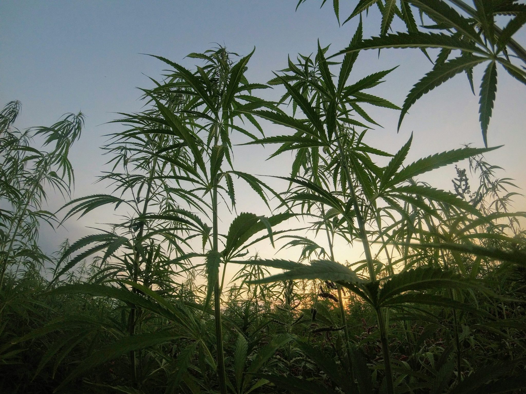 How hemp compounds can improve wellness